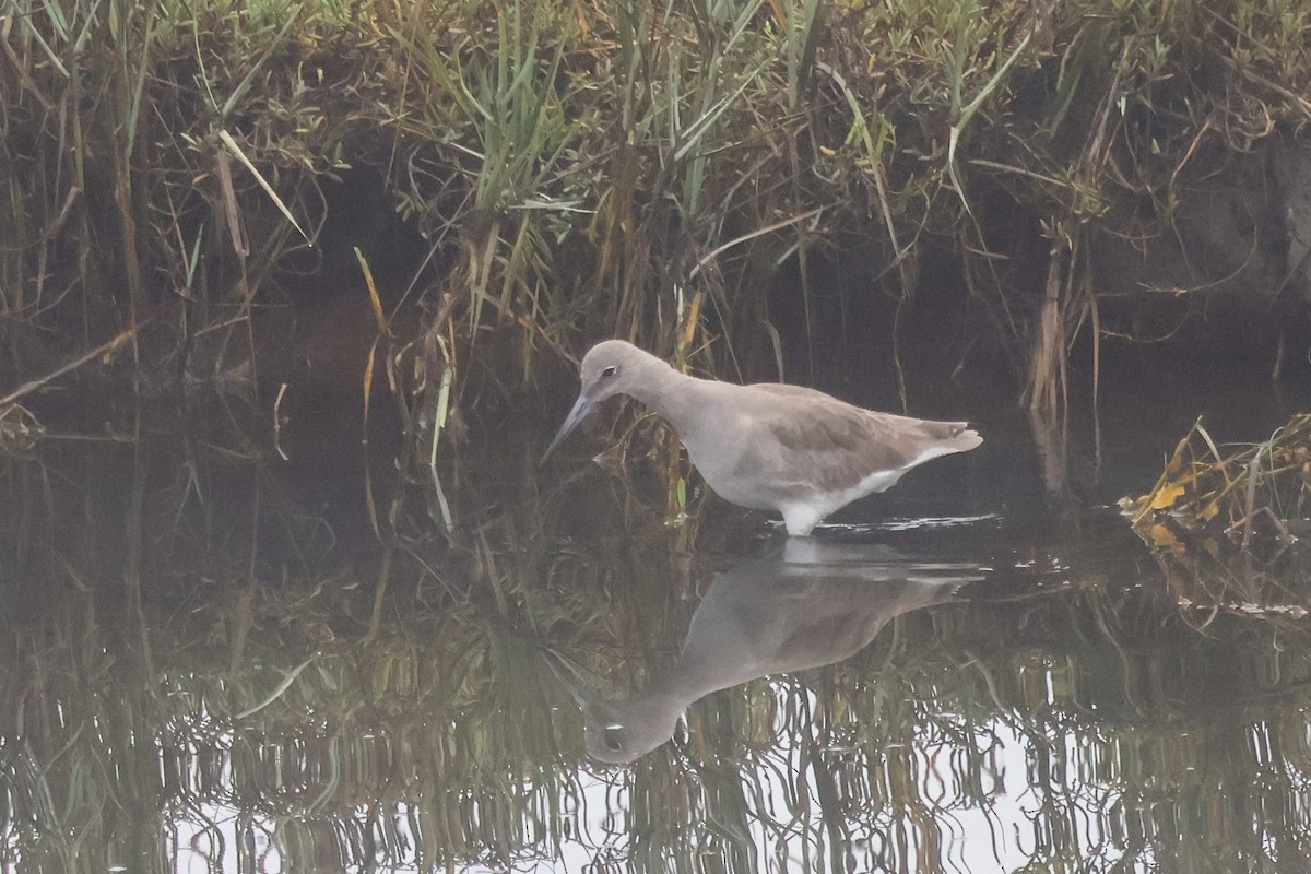 Tundraschlammläufer - ML645069038