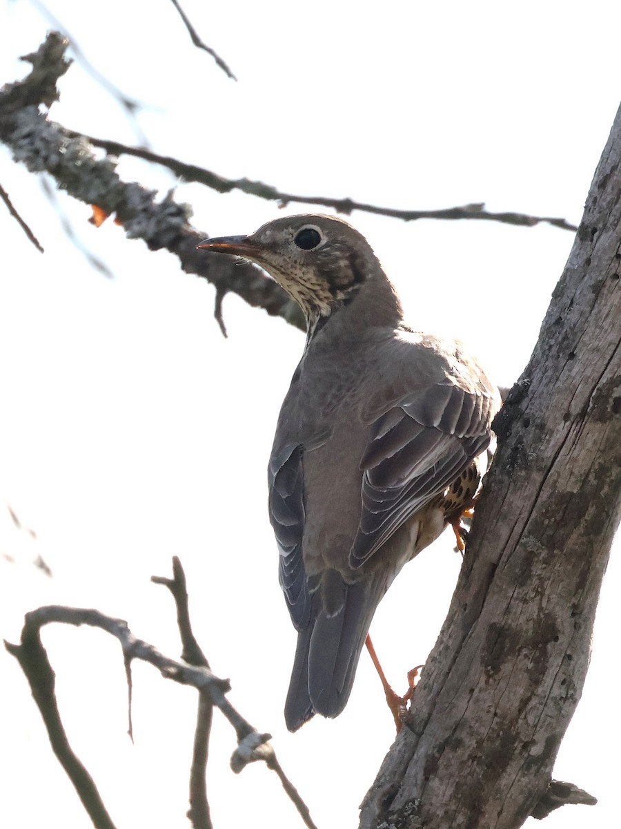 槲鶇 - ML645069044