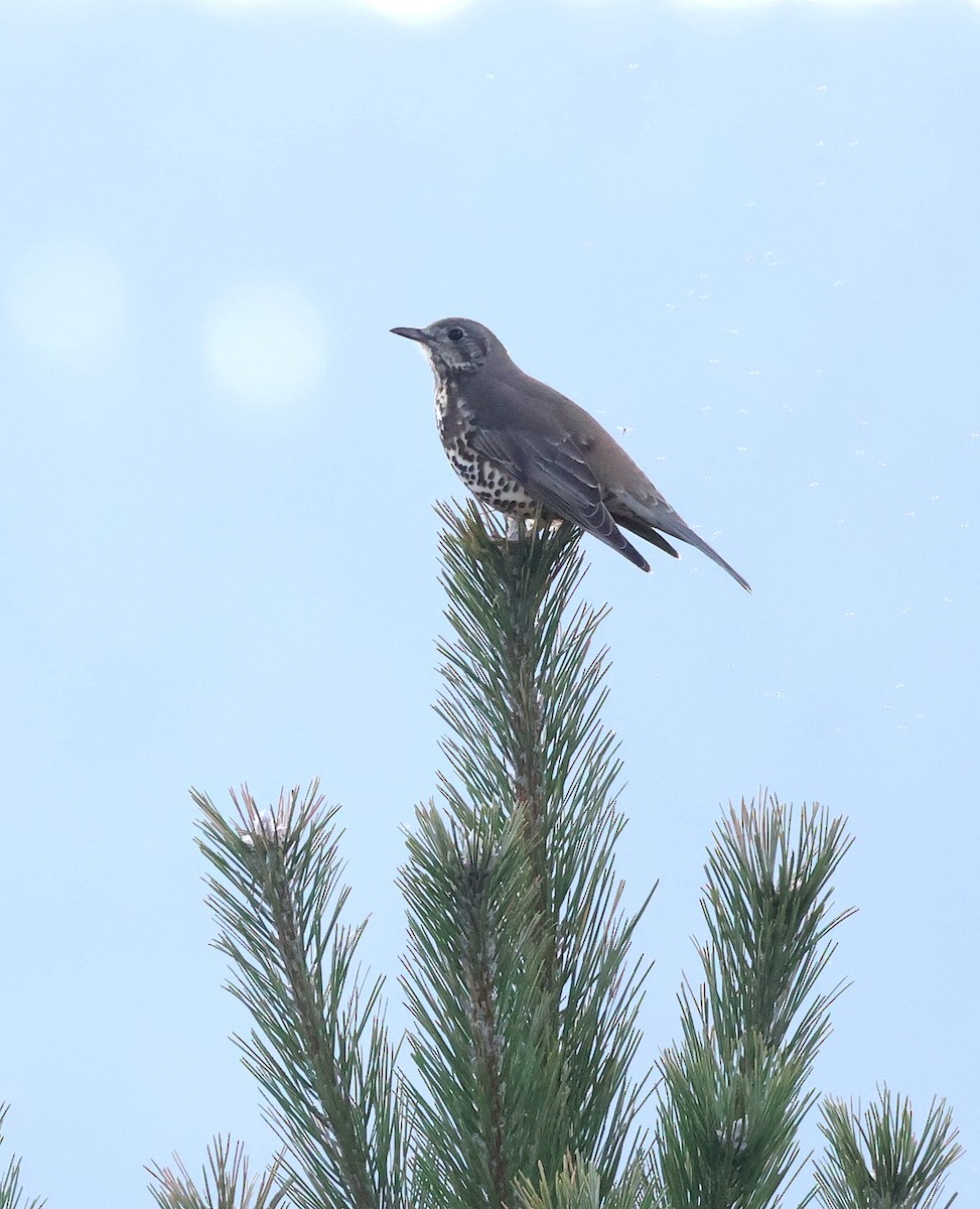 槲鶇 - ML645069054