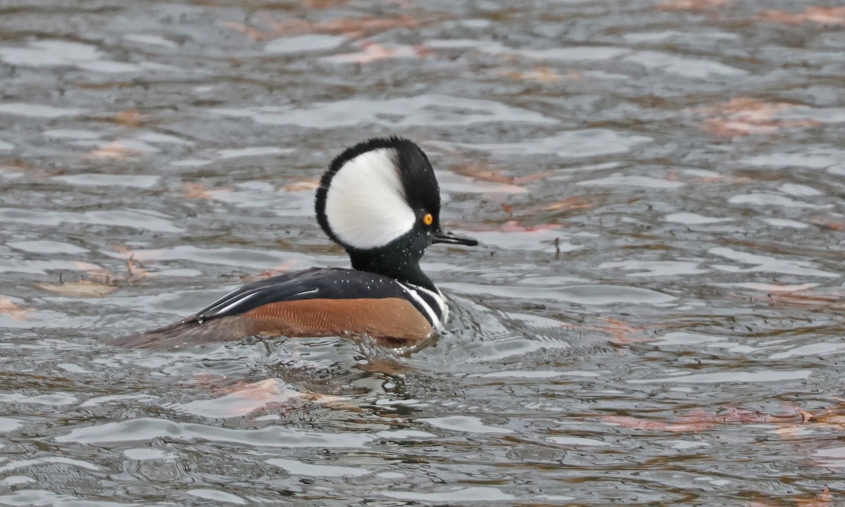 Крех жовтоокий - ML645069057