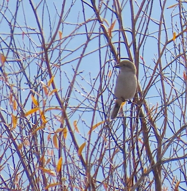 Northern Shrike - ML645069066