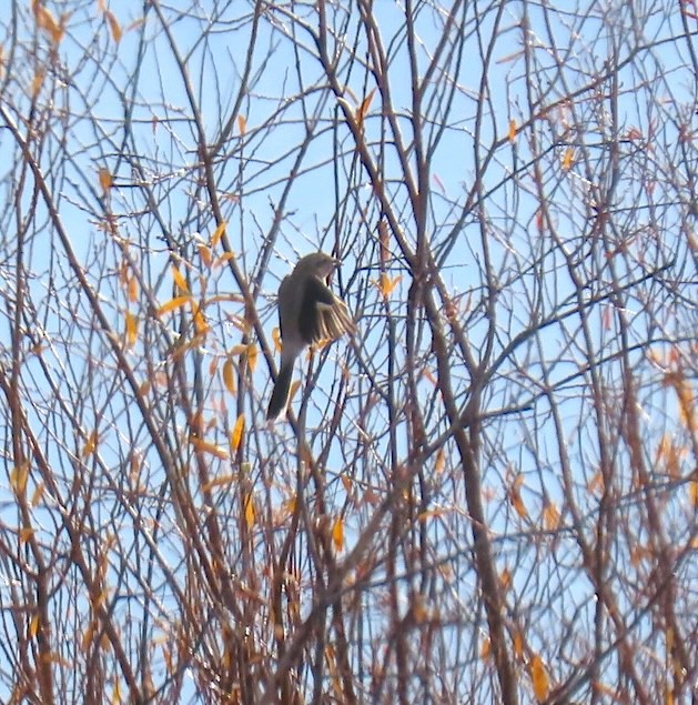 Northern Shrike - ML645069067