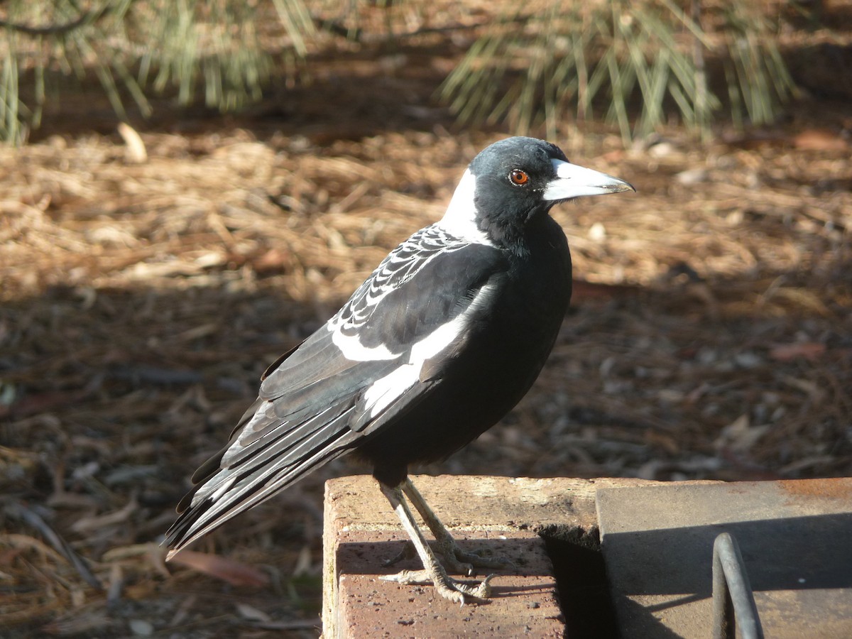 Australian Magpie (Western) - ML645069072
