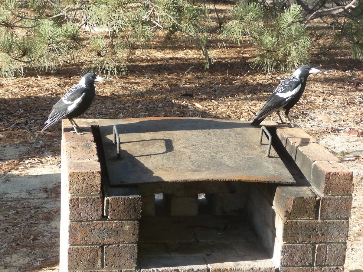 Australian Magpie (Western) - ML645069073