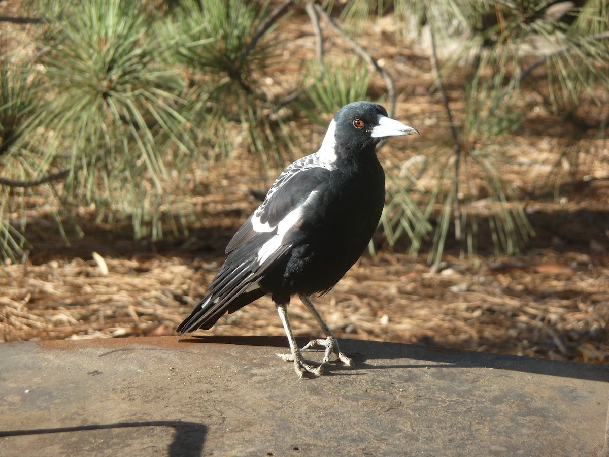 Australian Magpie (Western) - ML645069074