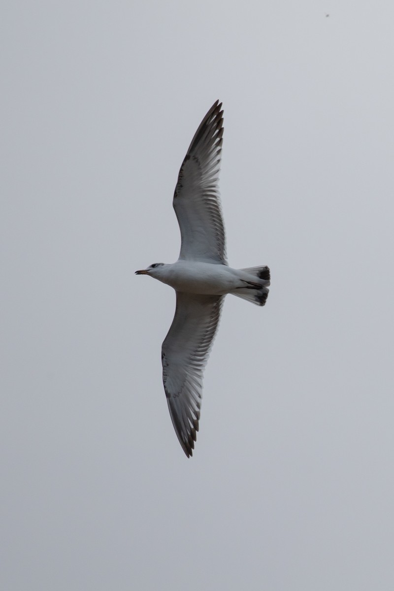 Akdeniz Martısı - ML645069083