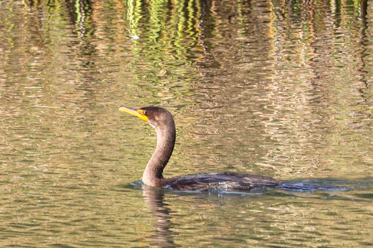 Ohrenscharbe - ML645069085