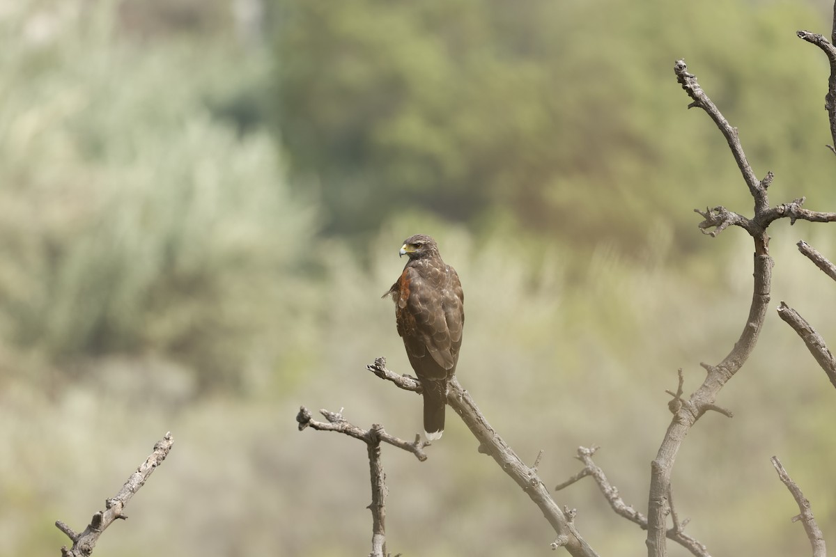 モモアカノスリ - ML645069096