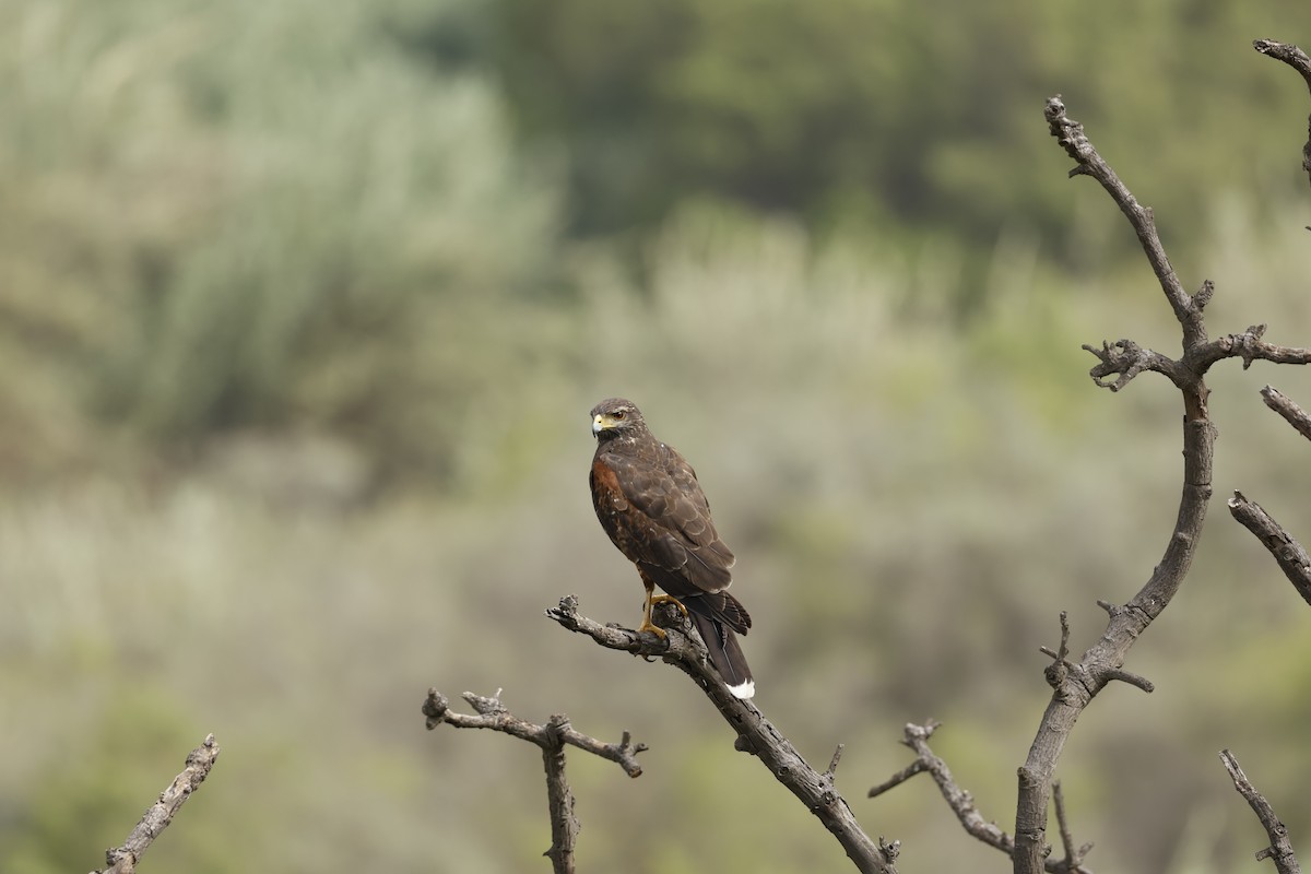 モモアカノスリ - ML645069098