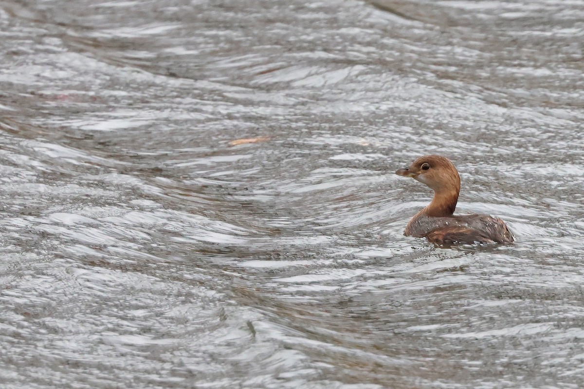 Пірникоза рябодзьоба - ML645069103