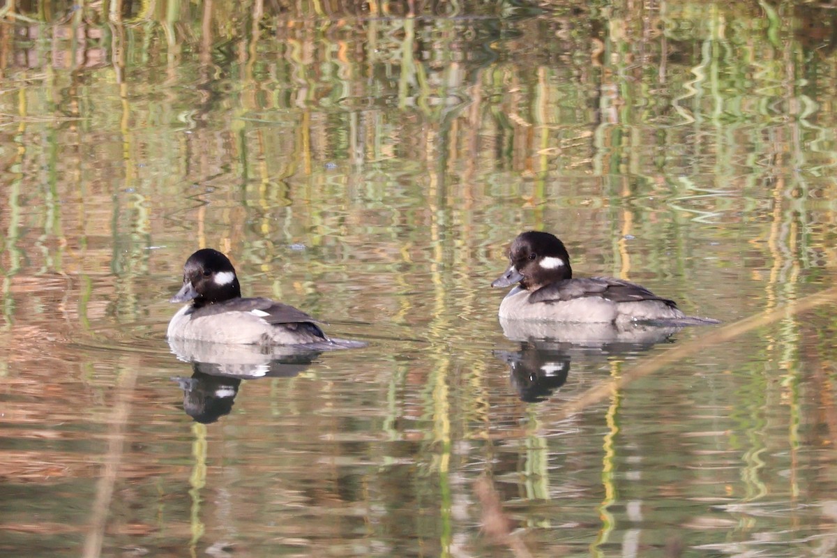 Büffelkopfente - ML645069110