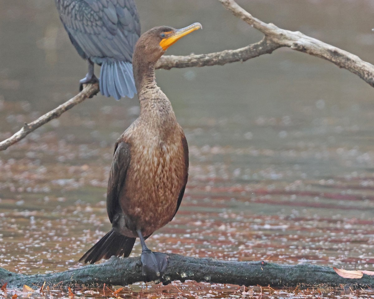 Баклан вухатий - ML645069115