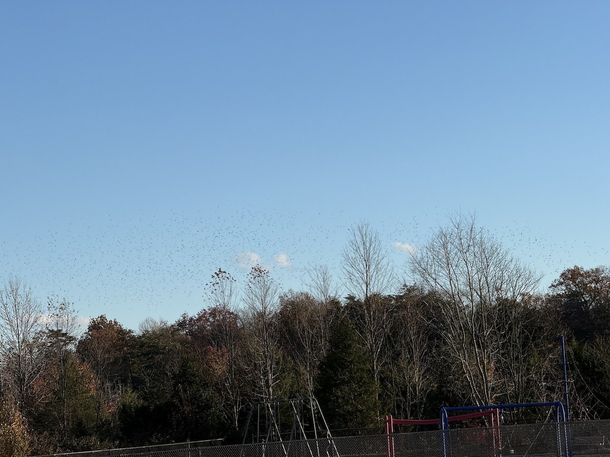 blackbird sp. - ML645069121