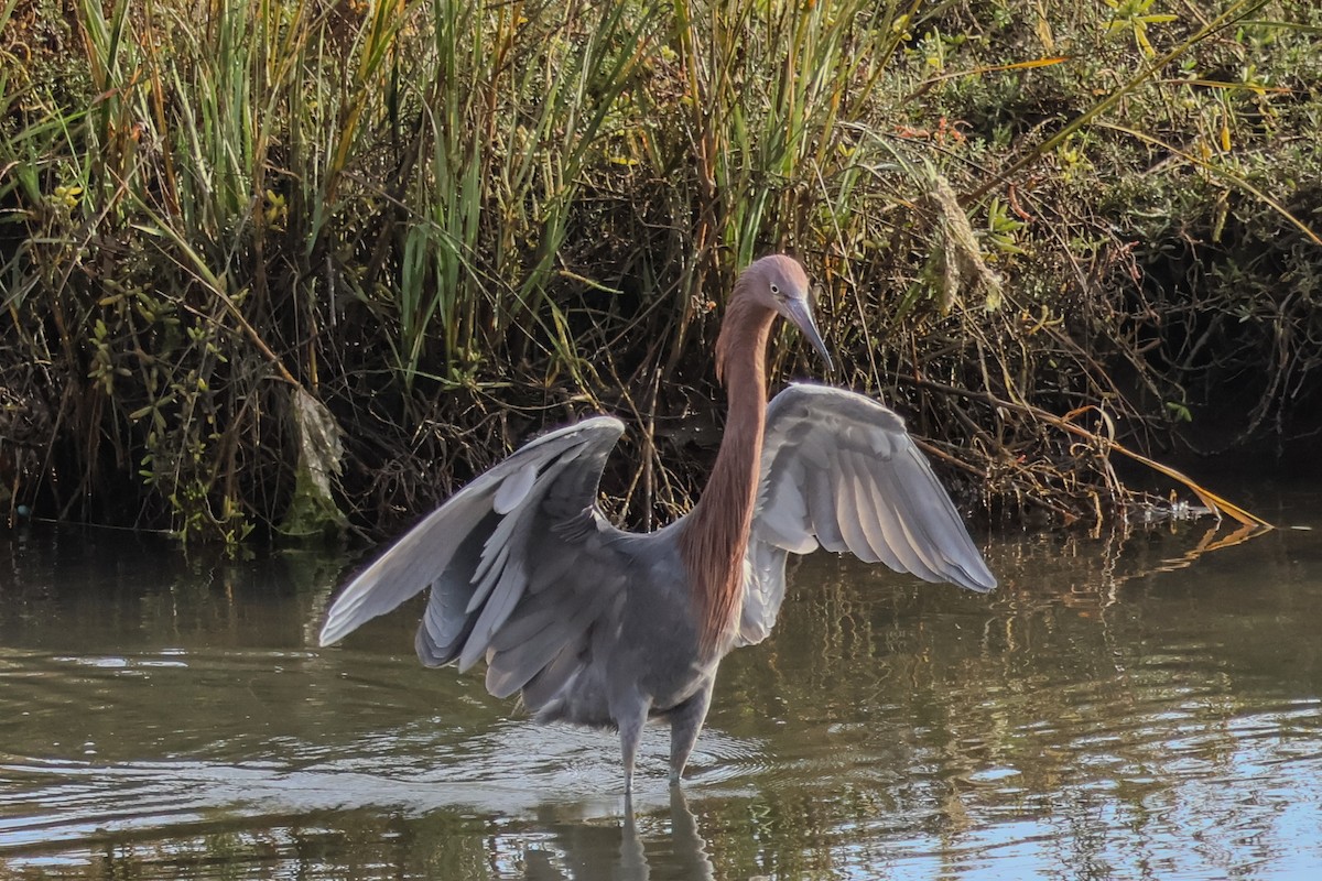 Rötelreiher - ML645069122