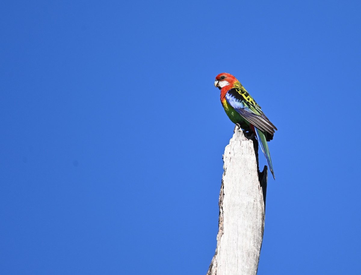 Eastern Rosella - ML645069124