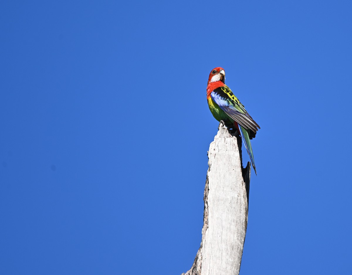 Eastern Rosella - ML645069125