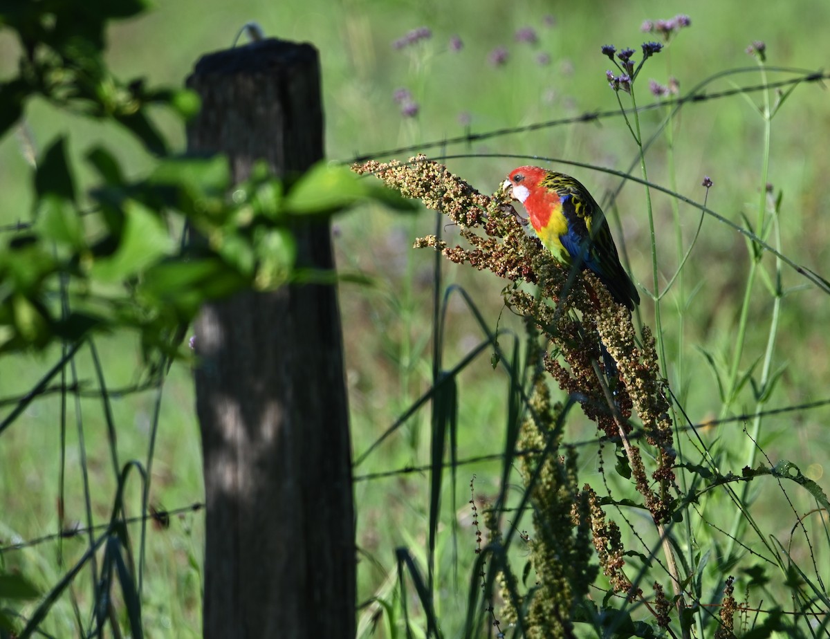 Eastern Rosella - ML645069126