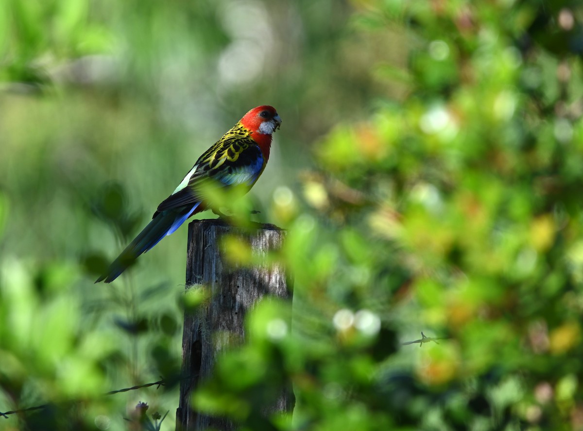 Eastern Rosella - ML645069127
