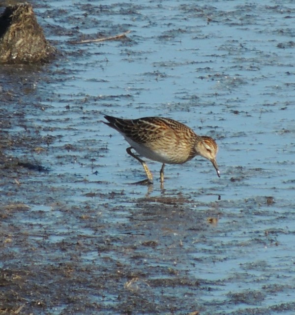 Çizgili Kumkuşu - ML645069142