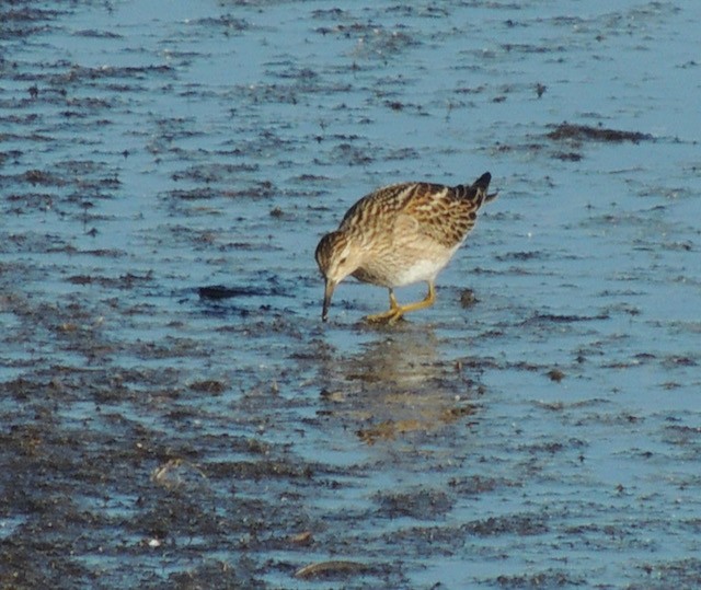 Çizgili Kumkuşu - ML645069143