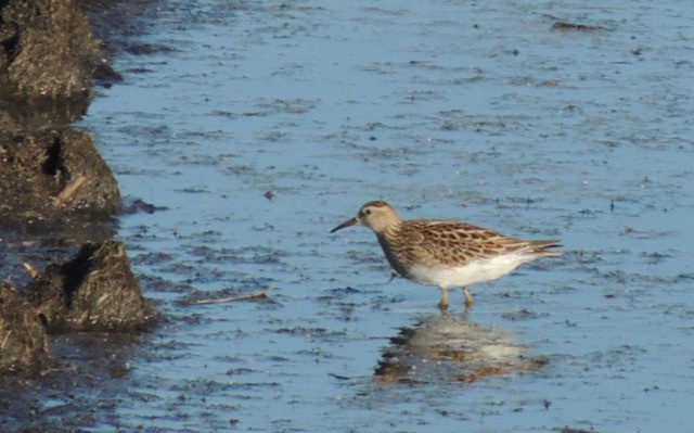 Çizgili Kumkuşu - ML645069144