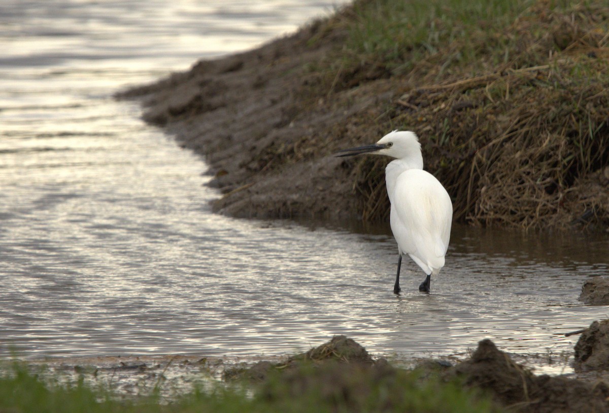 volavka stříbřitá - ML645069145