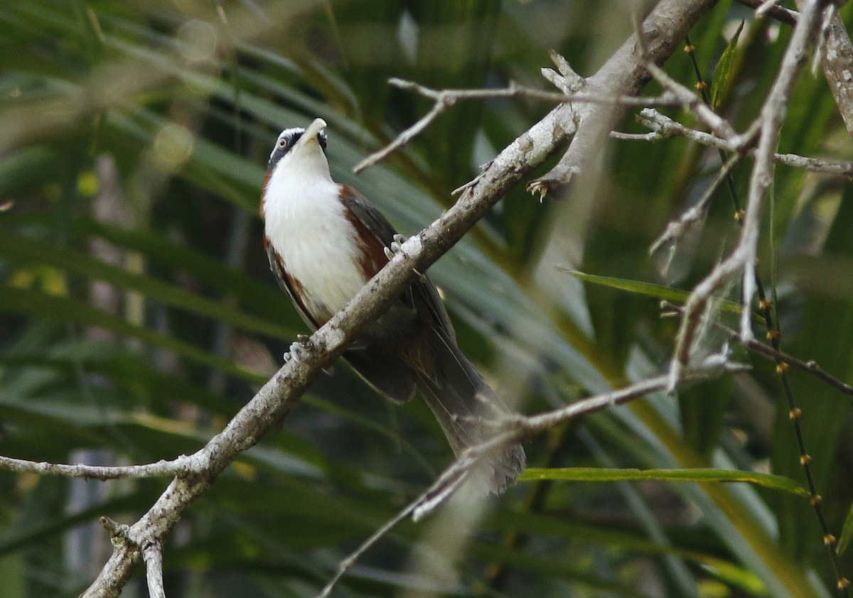 Sunda Scimitar-Babbler - ML645069151
