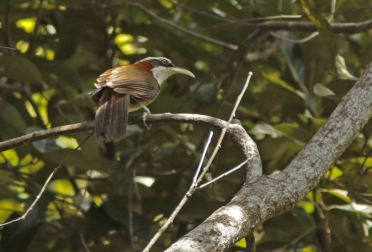 Sunda Scimitar-Babbler - ML645069152
