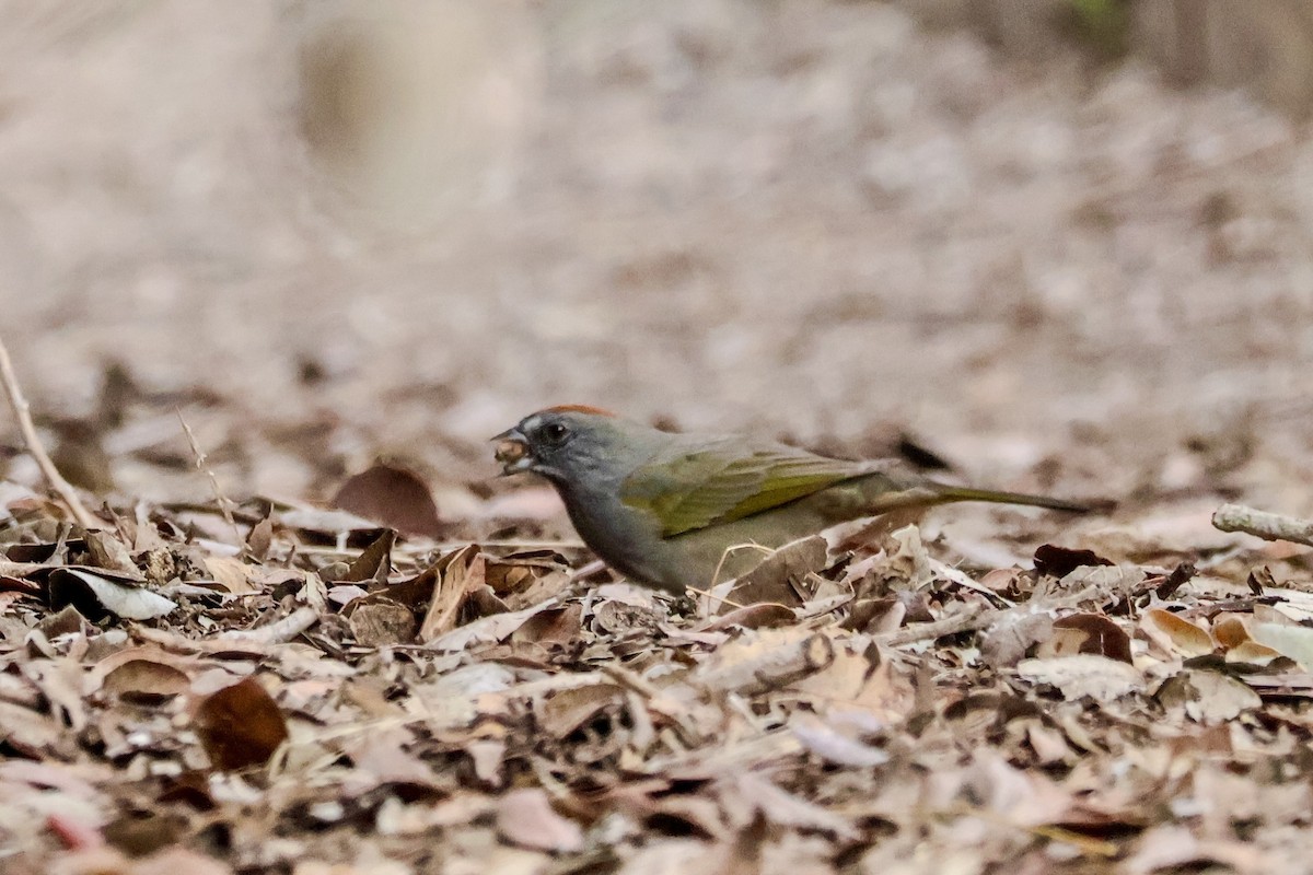 Grünschwanz-Grundammer - ML645069153