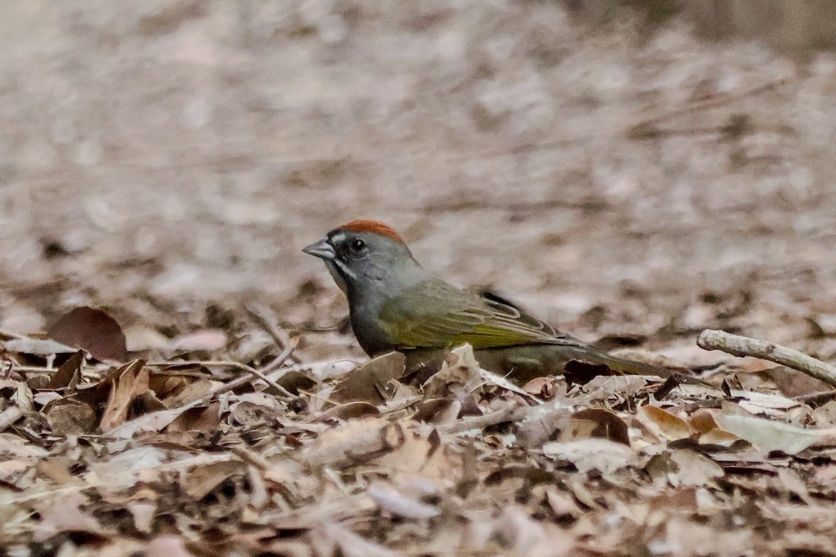 Grünschwanz-Grundammer - ML645069154