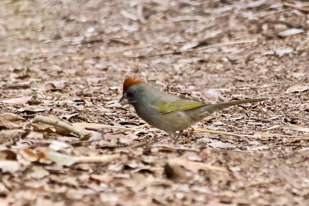 Grünschwanz-Grundammer - ML645069155