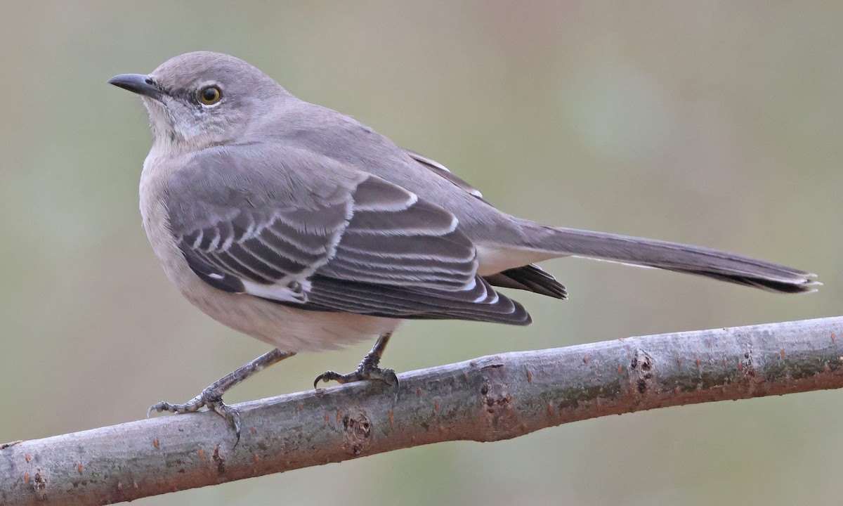 Пересмішник багатоголосий - ML645069158