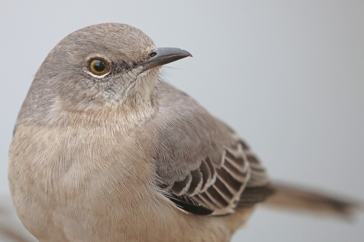 Пересмішник багатоголосий - ML645069161