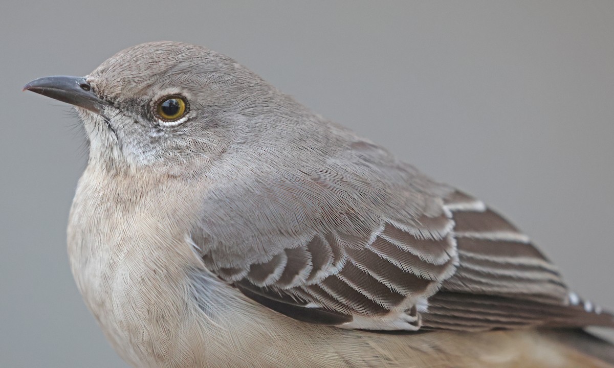 Пересмішник багатоголосий - ML645069162