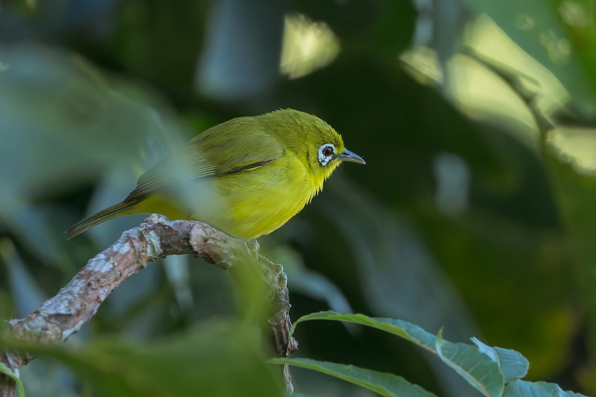 Lemon-bellied White-eye - ML645069177