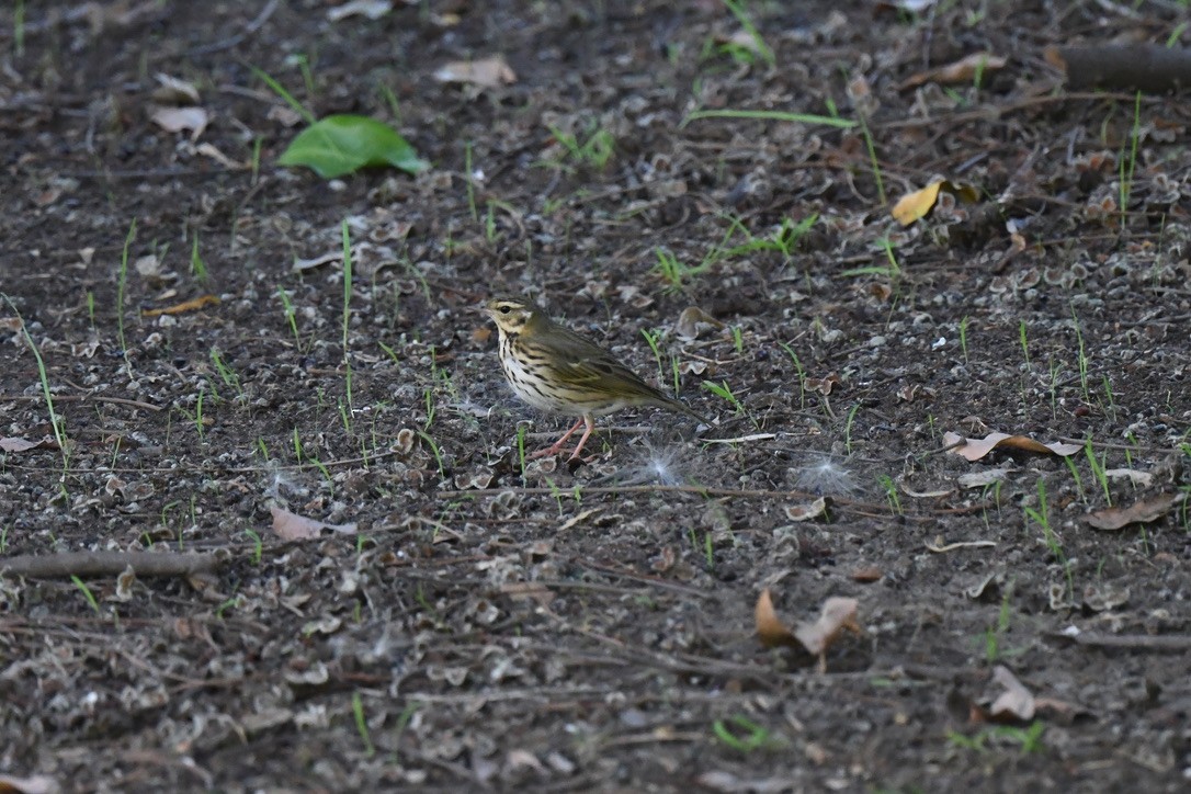 linduška olivová - ML645069193