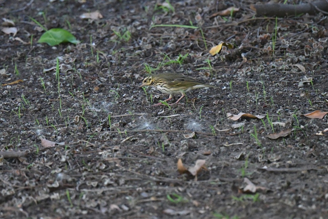 linduška olivová - ML645069194