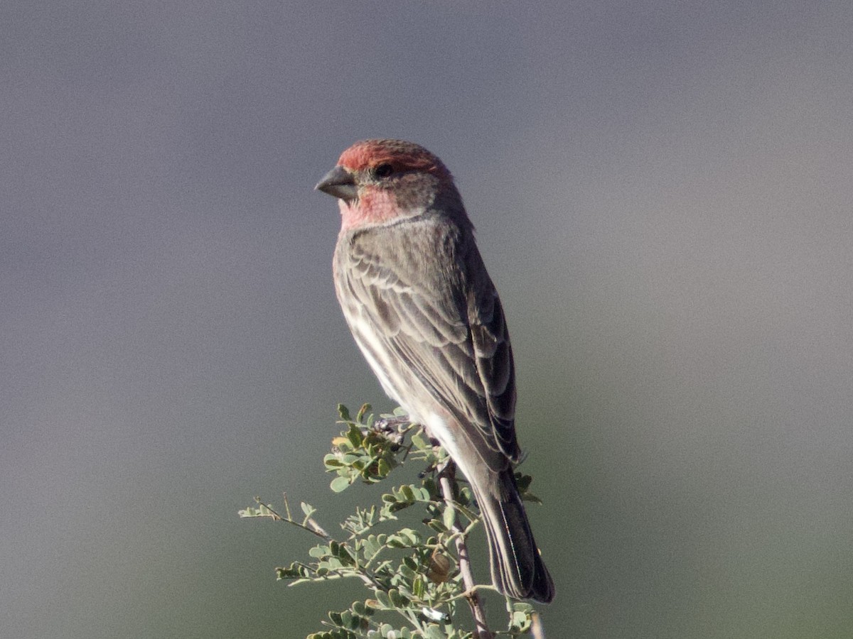 House Finch - ML645069196