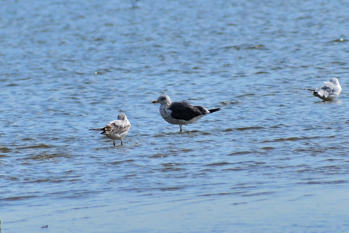 Gaviota Sombría - ML645069198