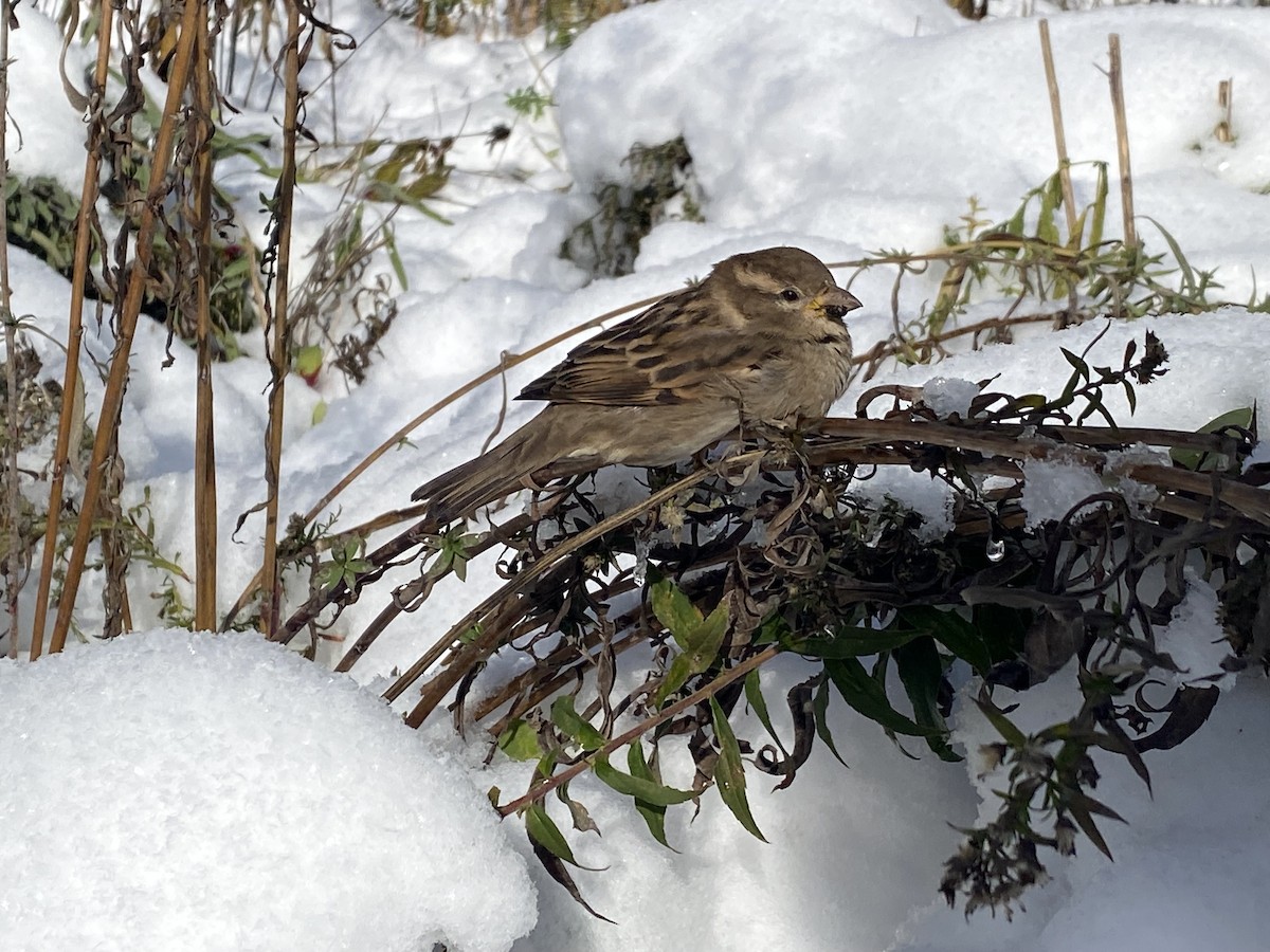 House Sparrow - ML645069206