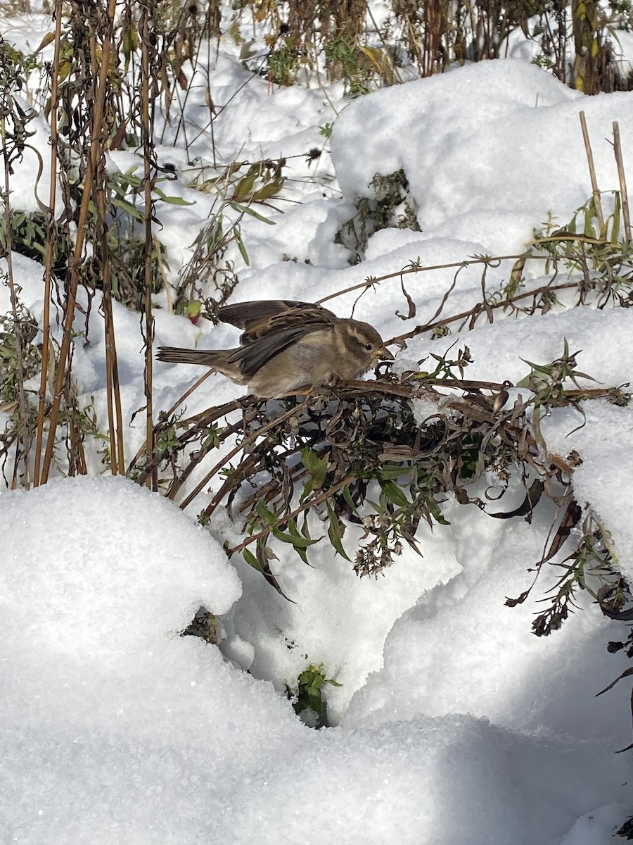 House Sparrow - ML645069207