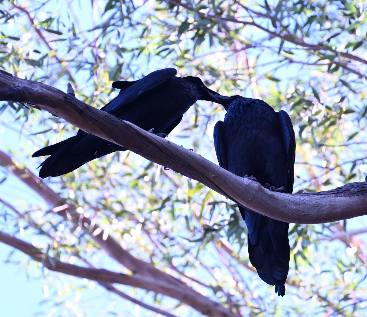 Common Raven - ML645069217