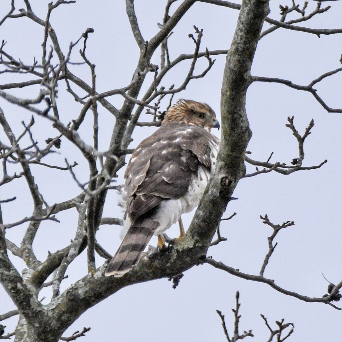 Cooper's Hawk - ML645069224