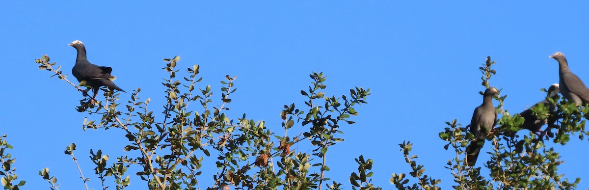 White-crowned Pigeon - ML645069251