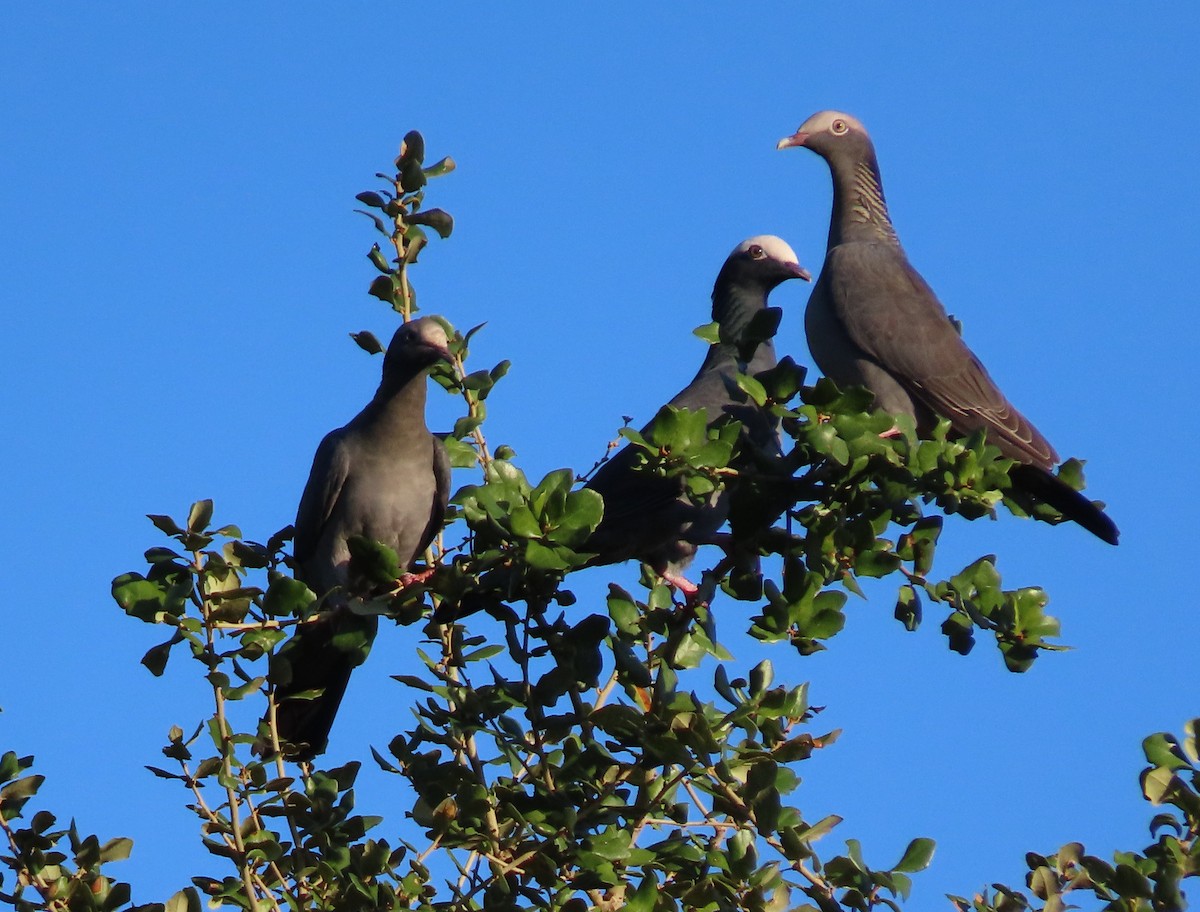 White-crowned Pigeon - ML645069252