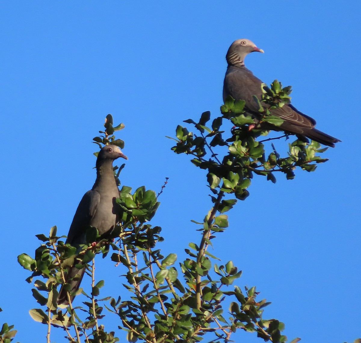 White-crowned Pigeon - ML645069253