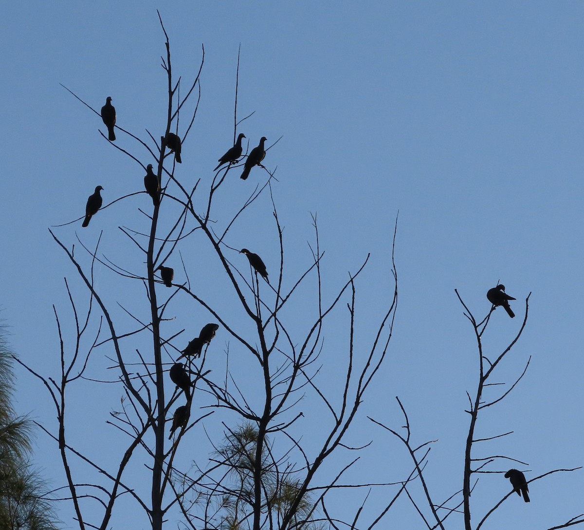 White-crowned Pigeon - ML645069254