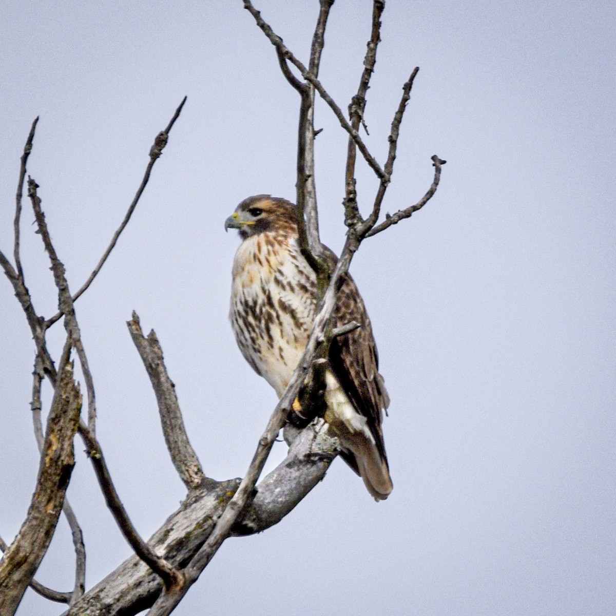 Poiana codarossa - ML645069255