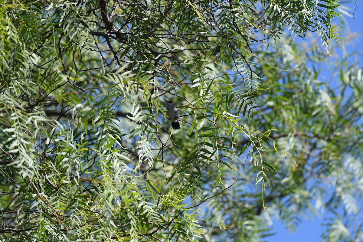 kalypta rubínohrdlá - ML645069258