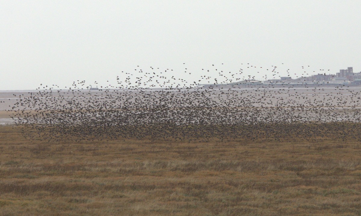 špaček obecný - ML645069261